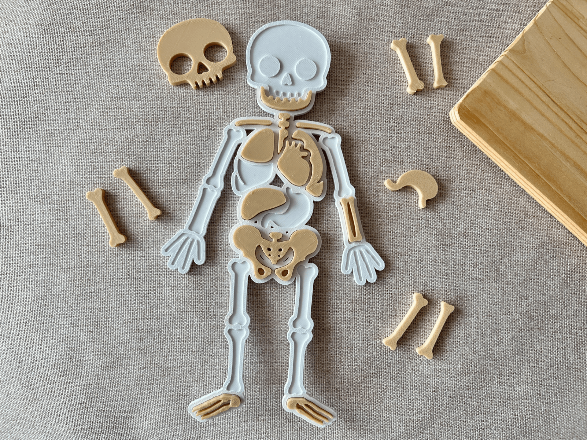 Quebra-cabeça corpo humano infantil — galeria MakerWorld